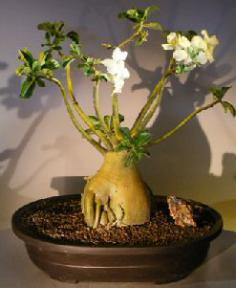 Flowering Desert Rose Bonsai Tree<br><i>(Adenium Obesum)</i>