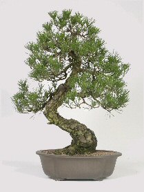 Japanese Black Pine Bonsai Tree<br><i>(pinus thunbergii-'mikawa')</i>