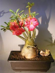 Flowering Desert Rose Bonsai Tree<br><i>(Adenium Obesum)</i>9