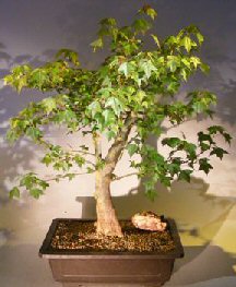 Trident Maple Bonsai Tree<br><i> (acer buergerianum)</i>