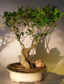 Ginseng Ficus Bonsai Tree<br>Banyan Roots<br><i>(Ficus Retusa)</i>