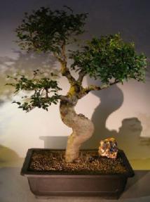 Chinese Elm Bonsai Tree<br>Curved Trunk<br><i>(ulmus parvifolia)</i>