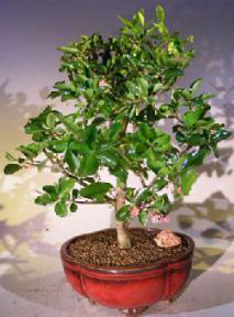 Flowering Dwarf Weeping Barbados Cherry Bonsai Tree<br><i>(malpighia pendiculata)</i>