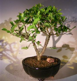 Flowering Dwarf Weeping Barbados Cherry Bonsai Tree<br><i>(malpighia pendiculata)</i>