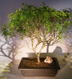 Flowering Chinese Pepper Bonsai Tree<br><i>(zanthoxylum piperitum)</i>