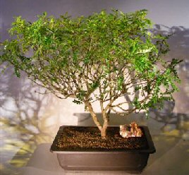 Flowering Chinese Pepper Bonsai Tree<br><i>(zanthoxylum piperitum)</i>