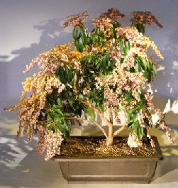 Flowering Japanese Andromeda Bonsai Tree<br><i>(pieris japonica variegata)</i>