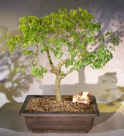 Flowering Brazilian Raintree Bonsai Tree<br><i>(pithecellobium tortum)</i>