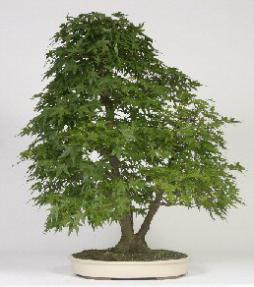 Japanese Maple Bonsai Tree<br><i>(acer palmatum)</i>