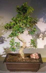 Flowering Fukien Tea Bonsai Tree<br>Curved Trunk & Tiered Branching<br><i>(ehretia microphylla)</i>