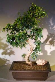 Flowering Fukien Tea Bonsai Tree<br>Curved Trunk & Tiered Branching<br><i>(ehretia microphylla)</i>