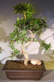 Flowering Fukien Tea Bonsai Tree<br>Curved Trunk & Tiered Branching<br><i>(ehretia microphylla)</i>