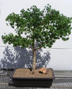 Ginkgo Bonsai Tree<br><i>(ginkgo Biloba)</i>