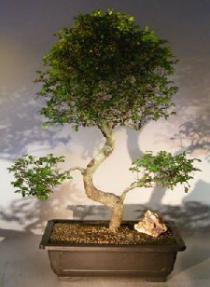 Chinese Elm Bonsai Tree<br>Curved Trunk Style<br><i>(ulmus parvifolia)</i>