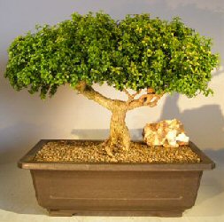 Japanese Kingsville Boxwood Bonsai Tree<br><i>(buxus microphylla compacta)</i>