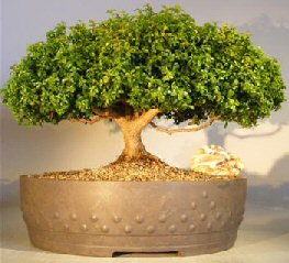 Japanese Kingsville Boxwood Bonsai Tree<br><i>(buxus microphylla compacta)</i>