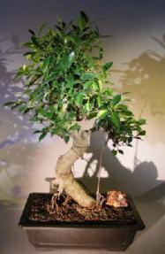 Ficus Retusa Bonsai Tree<br><i></i>Curved Trunk & Banyan Roots<br><i></i>(ficus retusa)