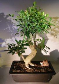 Ficus Retusa Bonsai Tree<br><i></i>Curved Trunk & Tiered branching style<br><i></i>(ficus retusa)