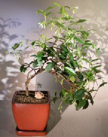 Flowering White Jasmine - Cascade Style<br><i> (trachelospermum jasminoides)</i>