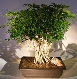 Hawaiian Umbrella Bonsai Tree<br><i></i>Banyan Style<br><i></i>(arboricola schfflera)