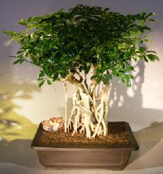 Hawaiian Umbrella Bonsai Tree<br><i></i>Banyan Style<br><i></i>(arboricola schfflera)