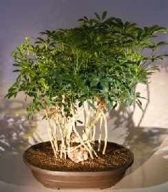 Hawaiian Umbrella Bonsai Tree<br><i></i>Banyan Style<br><i></i>(arboricola schfflera)9