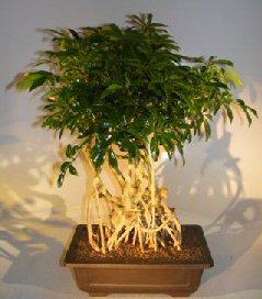 Hawaiian Umbrella Bonsai Tree<br><i></i>Banyan Style<br><i></i>(arboricola schfflera)