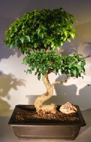Flowering Ligustrum Bonsai Tree<br><i></i>Curved Trunk Style<br><i></i>(ligustrum lucidum)