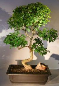 Flowering Ligustrum Bonsai Tree<br><i></i>Curved Trunk & Tiered Branching Style<br><i></i>(ligustrum lucidum)