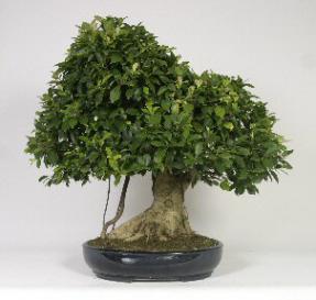Taiwan Ficus Bonsai Tree<br><i>(ficus retusa)</i>