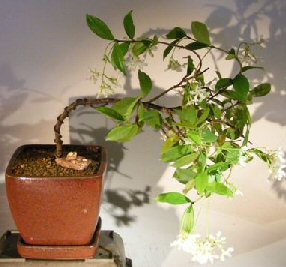 Flowering White Jasmine - Cascade Style<br>(trachelospermum jasminoides)
