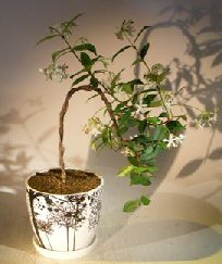 Flowering White Jasmine - Cascade Style<br>(trachelospermum jasminoides)