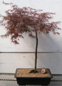 Ever Red Japanese Maple Bonsai Tree<br><i>(acer palmatum 'ever red')</i>