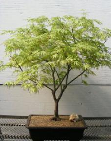 Japanese Maple Bonsai Tree<br><i>(acer palmatum 'peaches and cream')</i>