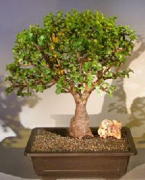 Baby Jade Bonsai Tree<br><i></i>(Portulacaria Afra)