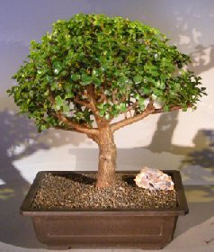 Baby Jade Bonsai Tree<br><i></i>(Portulacaria Afra)