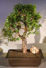 Baby Jade Bonsai Tree<br><i></i>(Portulacaria Afra)