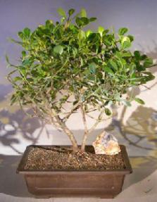 Flowering Tropical Dwarf Apple Bonsai Tree<br><i>(clusia rosea 'nana')</i>