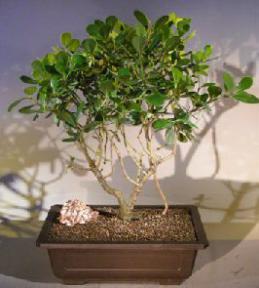 Flowering Tropical Dwarf Apple Bonsai Tree<br><i>(clusia rosea 'nana')</i>