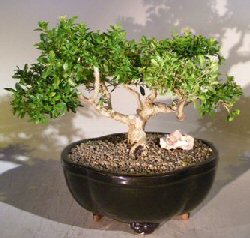 Japanese Boxwood Bonsai Tree<br><i>(Boxus 'moris midget')</i>