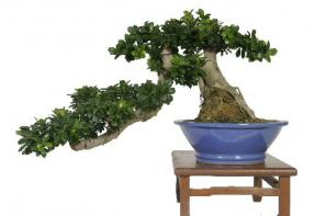 Ficus Cascade Bonsai Tree<br><i>(Ficus Bonsai microcarpa)</i>