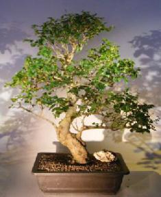 Flowering Ligustrum Bonsai Tree<br><i></i>Curved Trunk & Tiered Branching Style<br><i></i>(ligustrum lucidum)