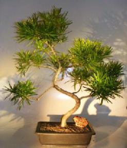 Flowering Podocarpus Bonsai Tree<br>Curved Trunk And Tiered Branching Style<br><i>(podocarpus macrophyllus)</i>