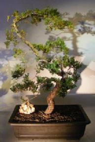 Juniper Bonsai Tree - Trained <br><i>(juniper procumbens nana)</i>