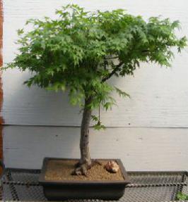 Japanese Green Maple Bonsai Tree<br><i>(acer palmatum)</i>