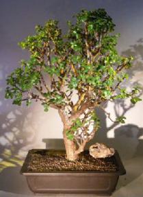 Baby Jade Bonsai Tree<br><i></i>(Portulacaria Afra)