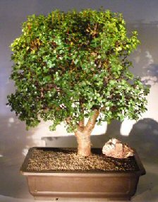 Baby Jade Bonsai Tree<br><i></i>(Portulacaria Afra)