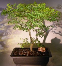 Flowering Brazilian Raintree Bonsai Tree<br><i>(pithecellobium tortum)</i>