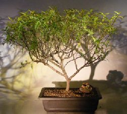 Flowering Chinese Pepper Bonsai Tree<br><i>(zanthoxylum piperitum)</i>