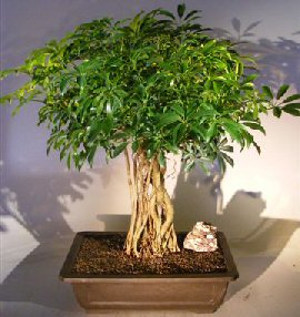 Hawaiian Umbrella Bonsai Tree<br>Braided Trunk with Banyan Roots<br>(arboricola schfflera)